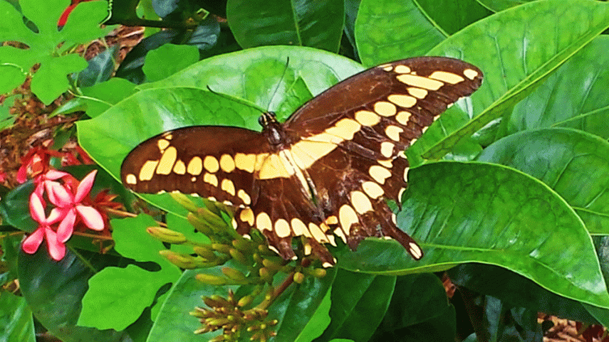 Butterflygif